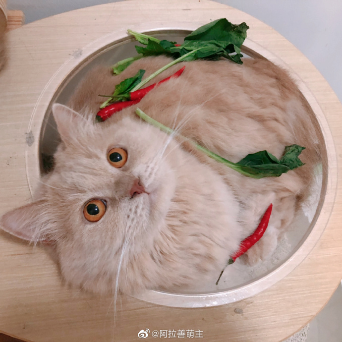 猫图片|宠物猫|猫咪|