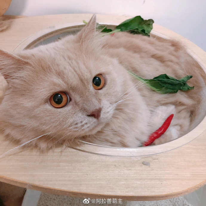 猫图片|宠物猫|猫咪|