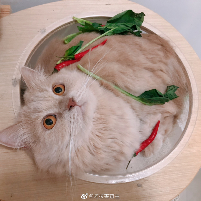 猫图片|宠物猫|猫咪|
