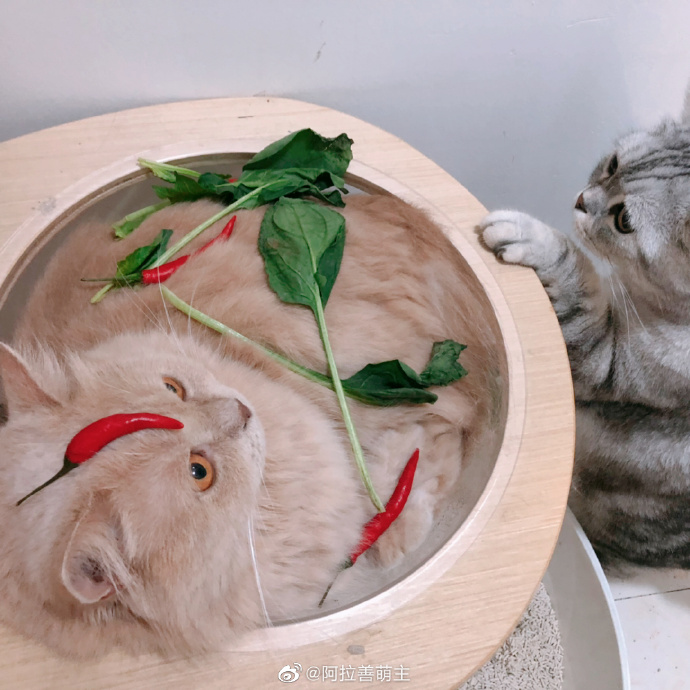 猫图片|宠物猫|猫咪|