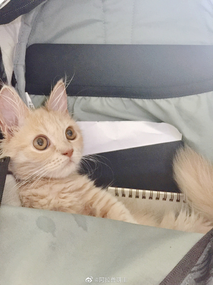 猫图片|宠物猫|猫咪|