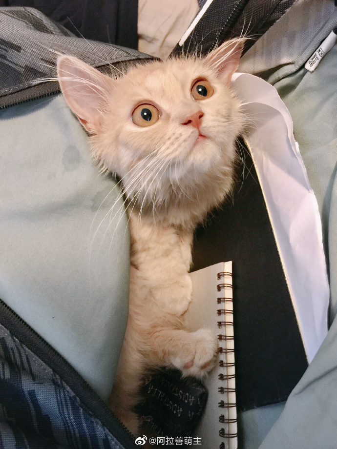 猫图片|宠物猫|猫咪|