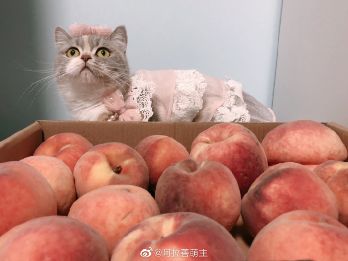 猫图片|宠物猫|猫咪|
