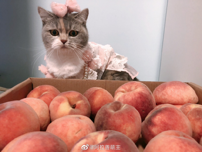 猫图片|宠物猫|猫咪|