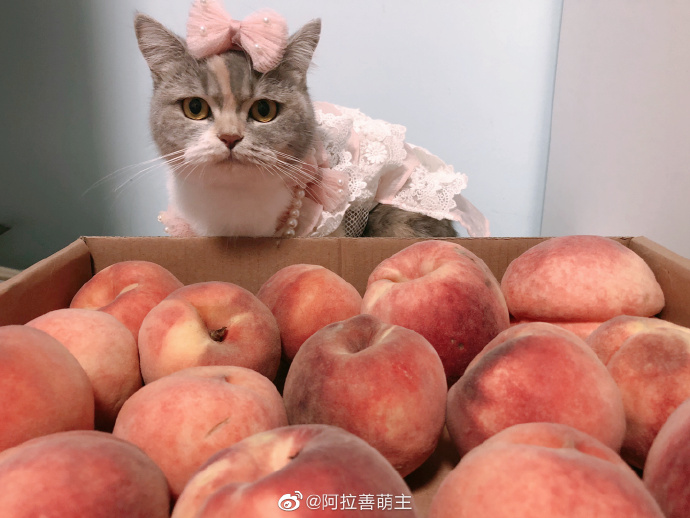 猫图片|宠物猫|猫咪|