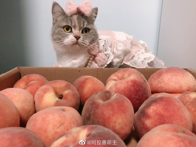 猫图片|宠物猫|猫咪|