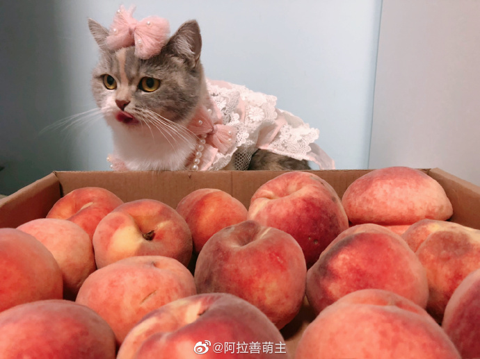 猫图片|宠物猫|猫咪|