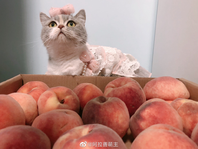 猫图片|宠物猫|猫咪|