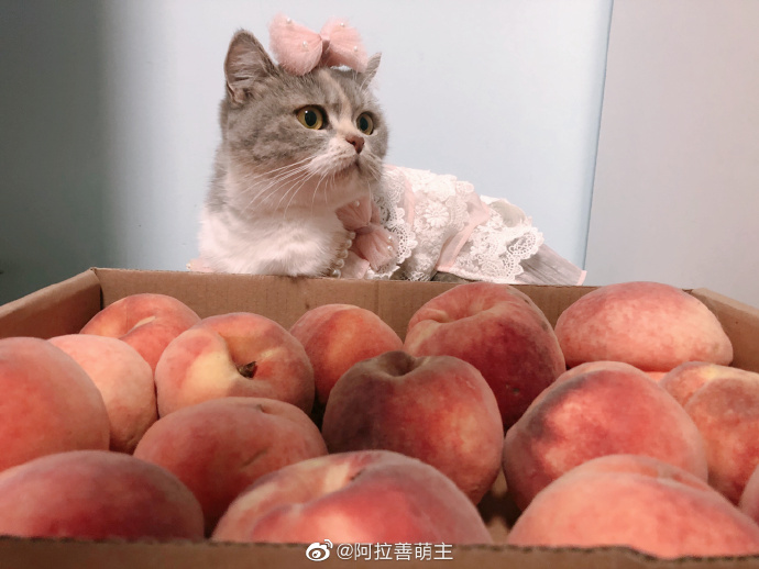 猫图片|宠物猫|猫咪|