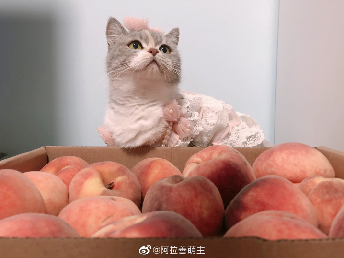 猫图片|宠物猫|猫咪|
