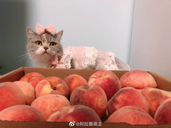 猫图片|宠物猫|猫咪|