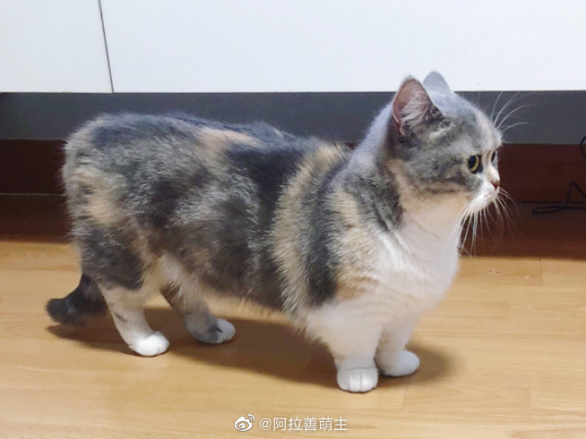 猫图片|宠物猫|猫咪|