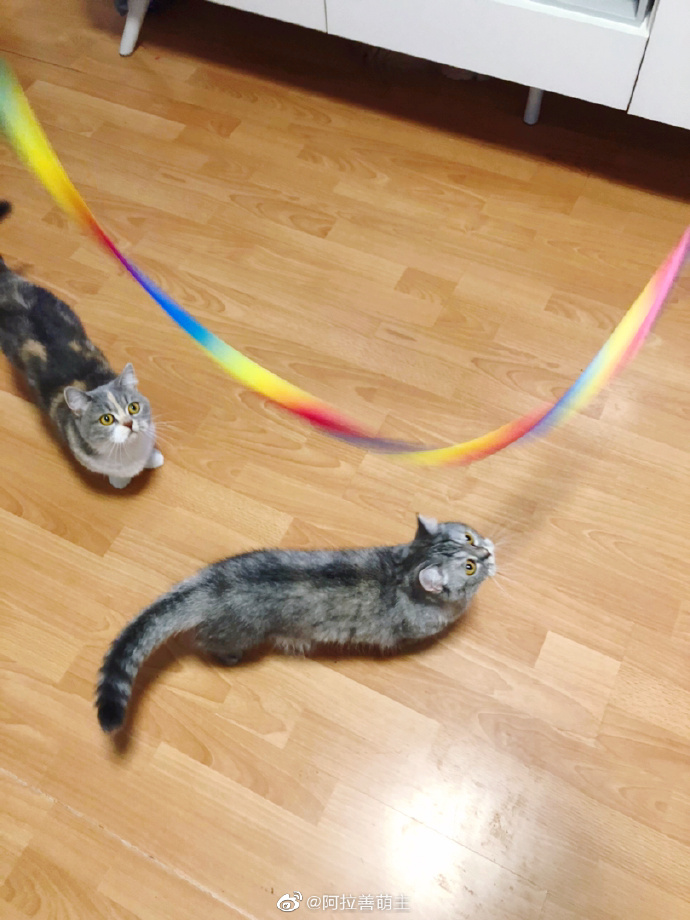 猫图片|宠物猫|猫咪|