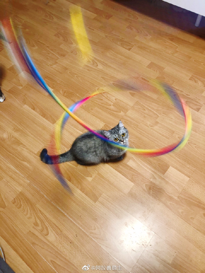 猫图片|宠物猫|猫咪|