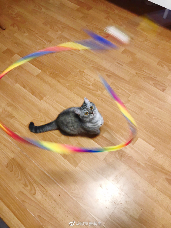 猫图片|宠物猫|猫咪|