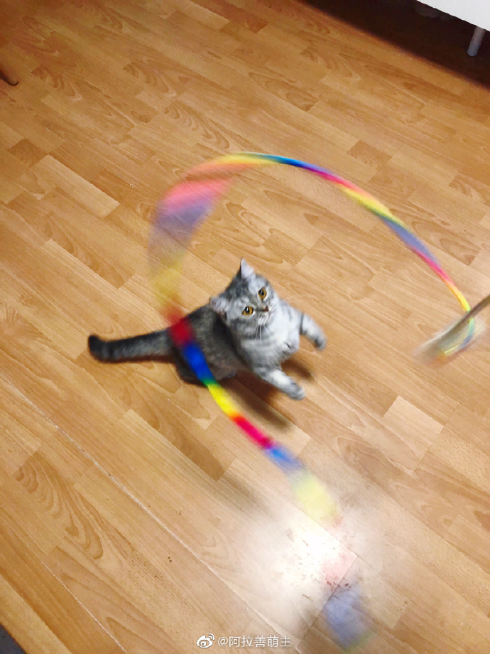 猫图片|宠物猫|猫咪|