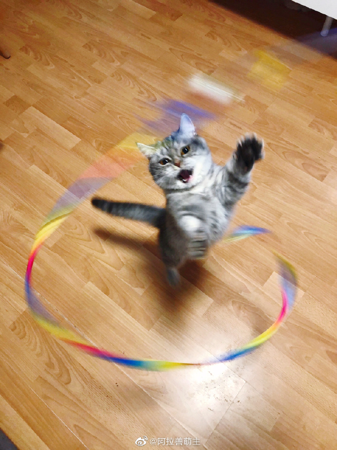 猫图片|宠物猫|猫咪|