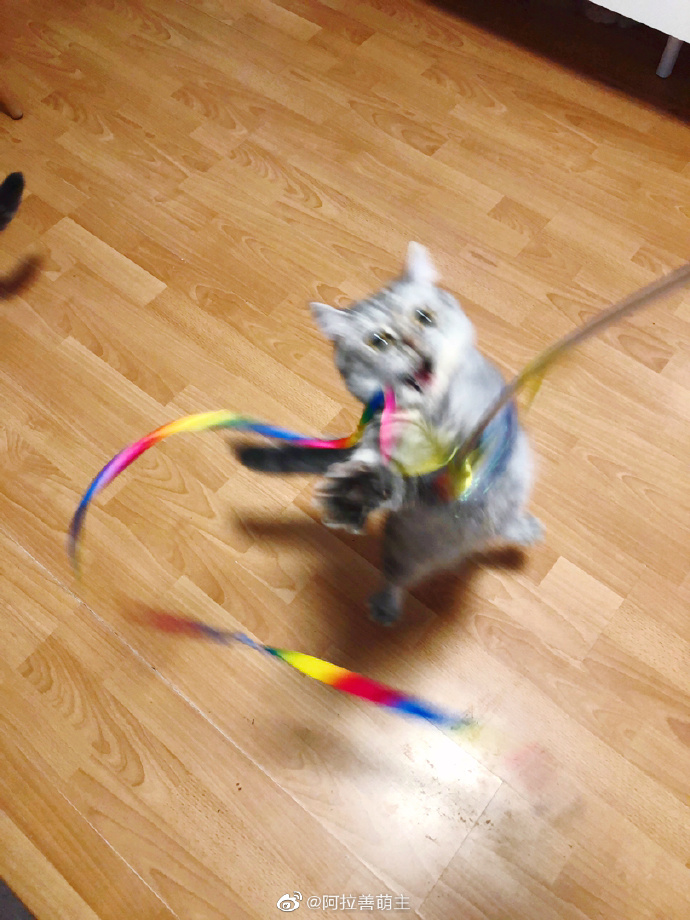 猫图片|宠物猫|猫咪|