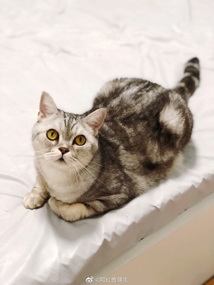 猫图片|宠物猫|猫咪|