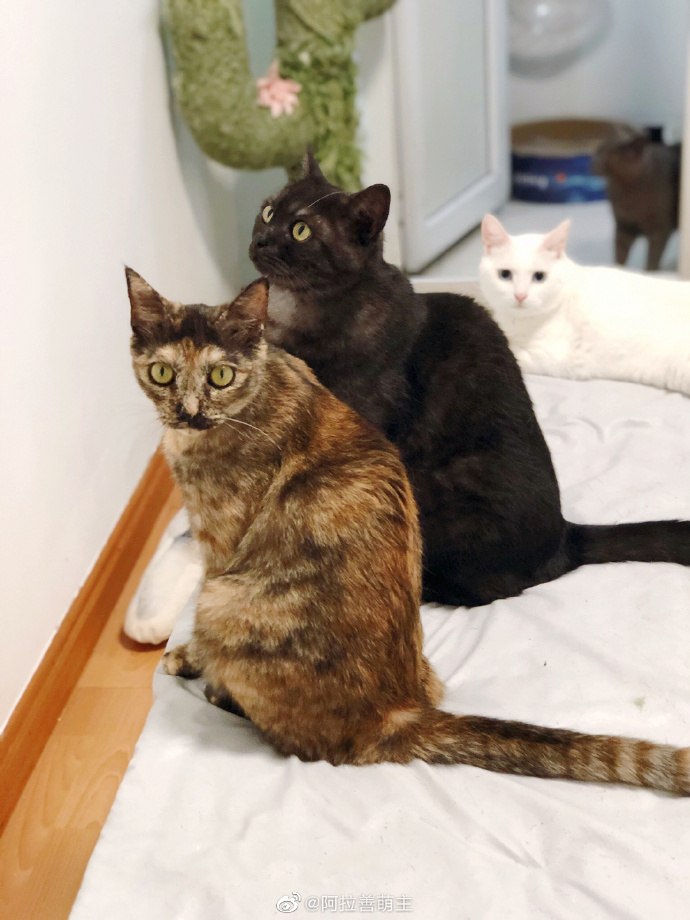 猫图片|宠物猫|猫咪|