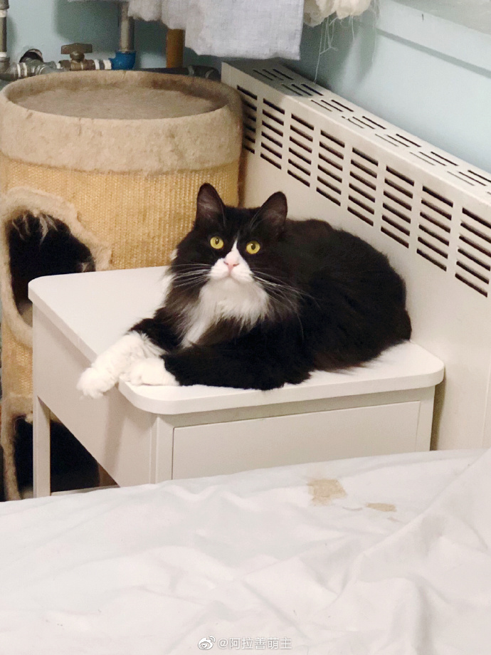 猫图片|宠物猫|猫咪|