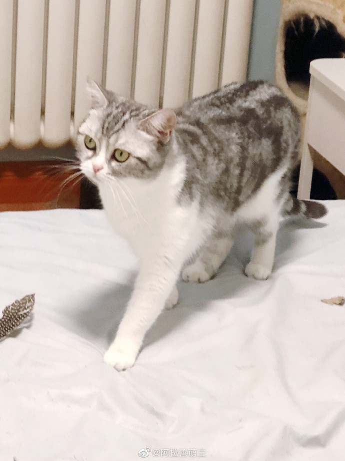 猫图片|宠物猫|猫咪|