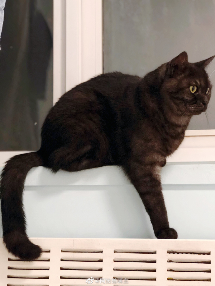 猫图片|宠物猫|猫咪|