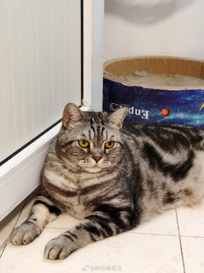 猫图片|宠物猫|猫咪|