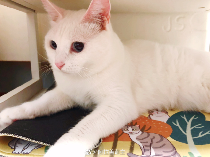 猫图片|宠物猫|猫咪|