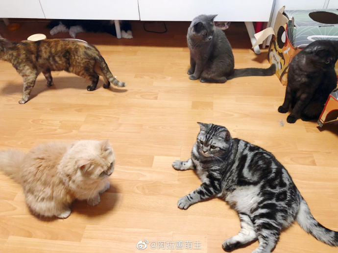 猫图片|宠物猫|猫咪|