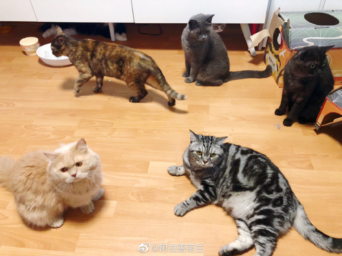 猫图片|宠物猫|猫咪|