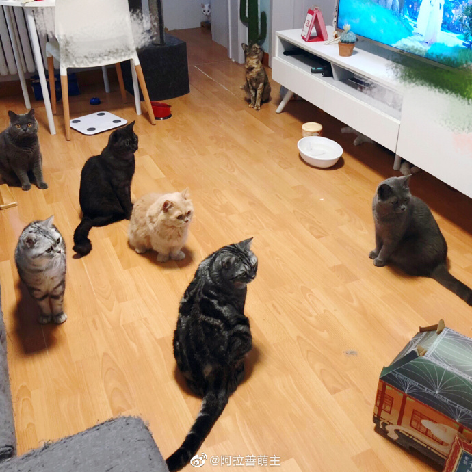 猫图片|宠物猫|猫咪|