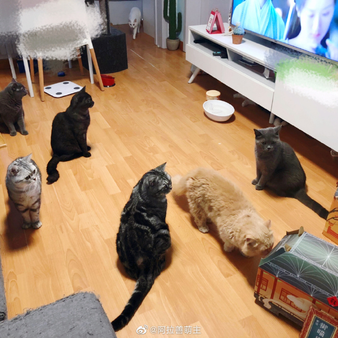 猫图片|宠物猫|猫咪|