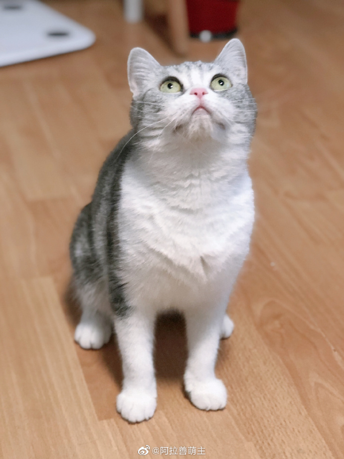 猫图片|宠物猫|猫咪|