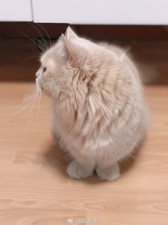 猫图片|宠物猫|猫咪|