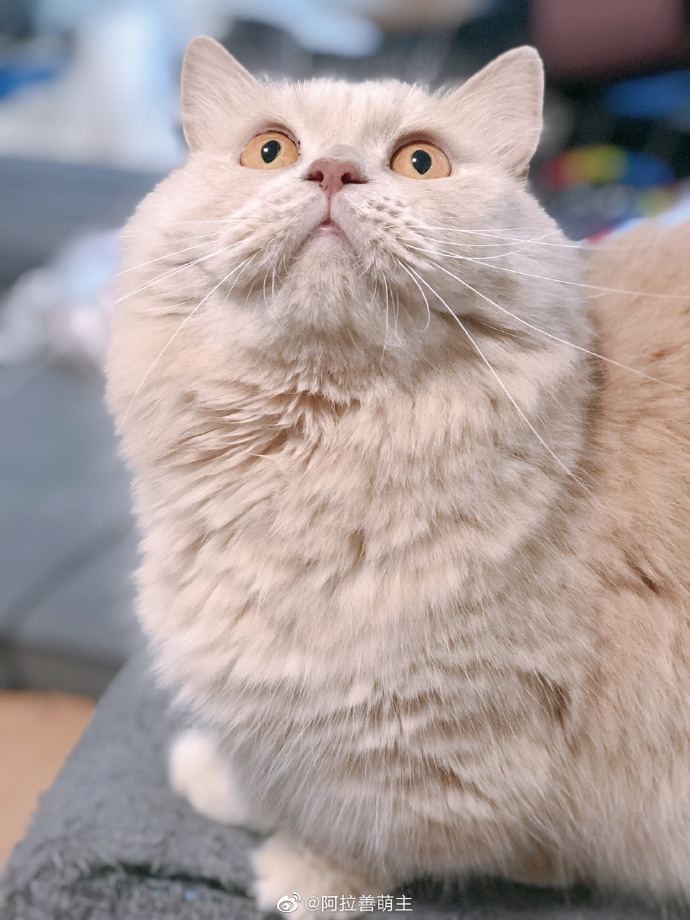 猫图片|宠物猫|猫咪|