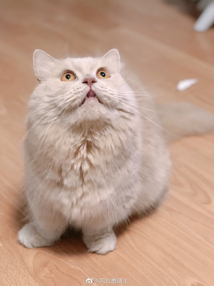 猫图片|宠物猫|猫咪|