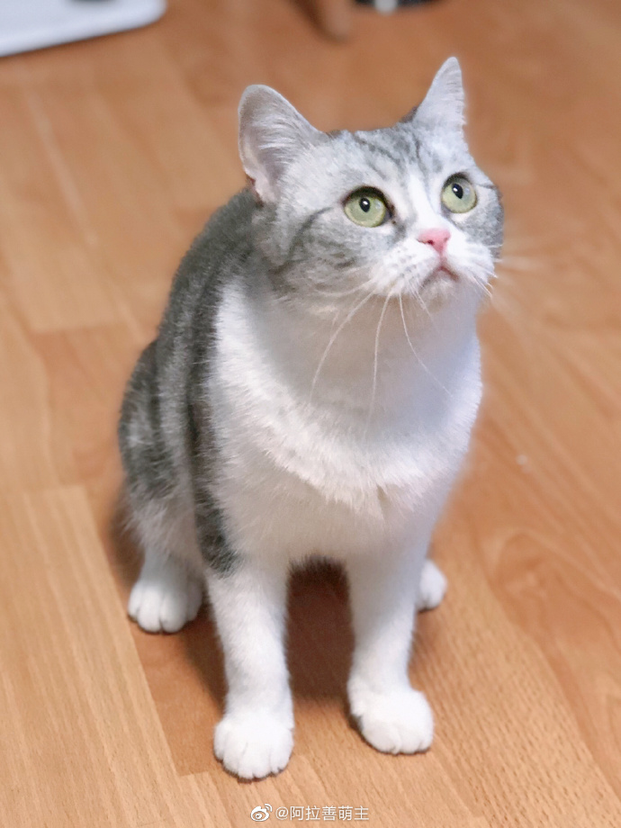 猫图片|宠物猫|猫咪|