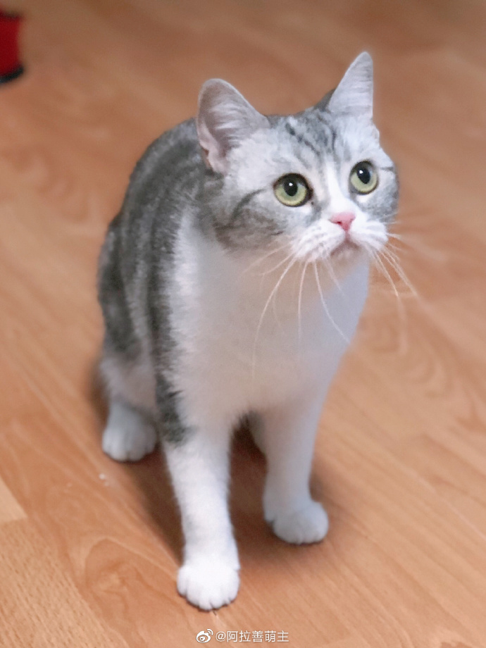 猫图片|宠物猫|猫咪|