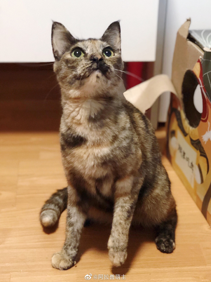 猫图片|宠物猫|猫咪|