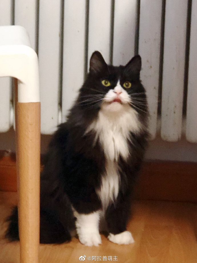 猫图片|宠物猫|猫咪|