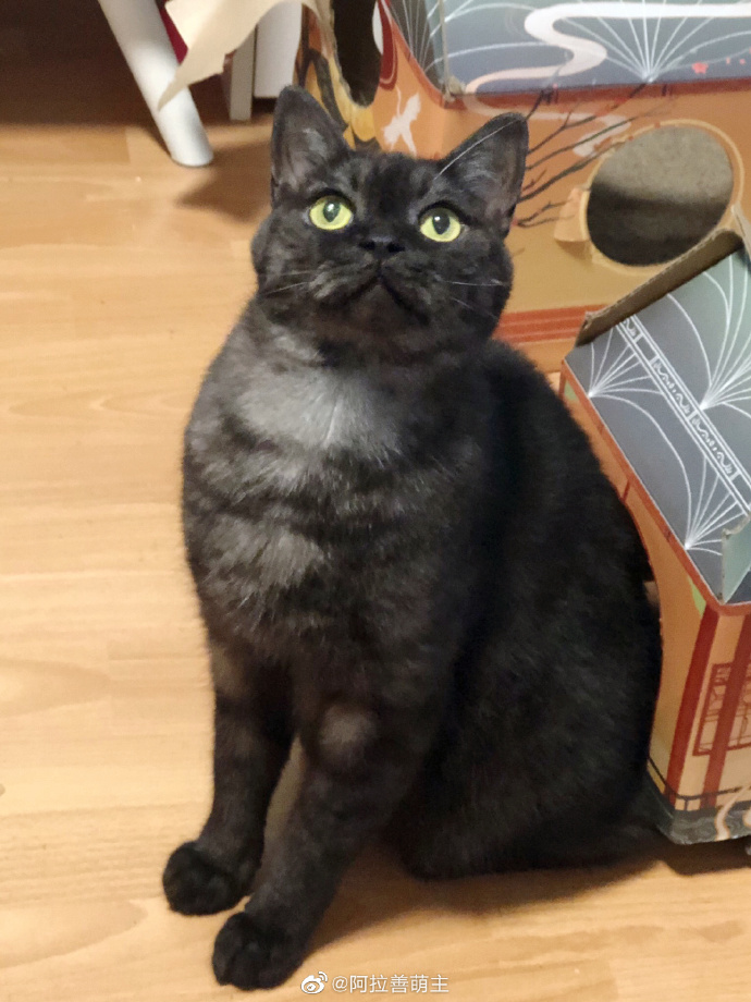 猫图片|宠物猫|猫咪|