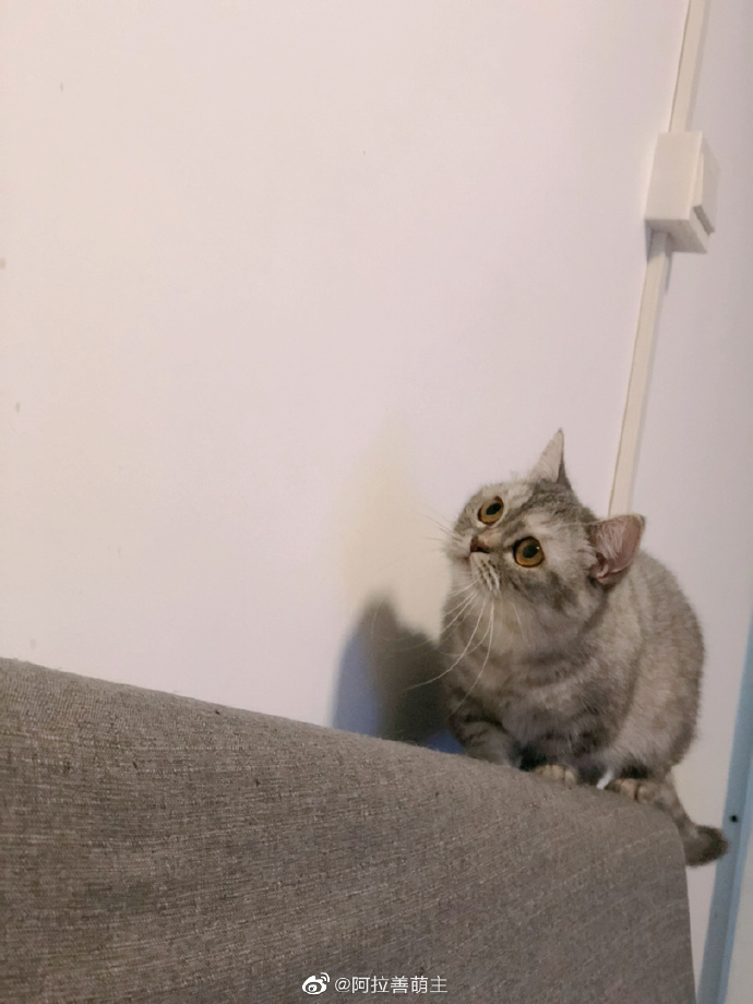 猫图片|宠物猫|猫咪|