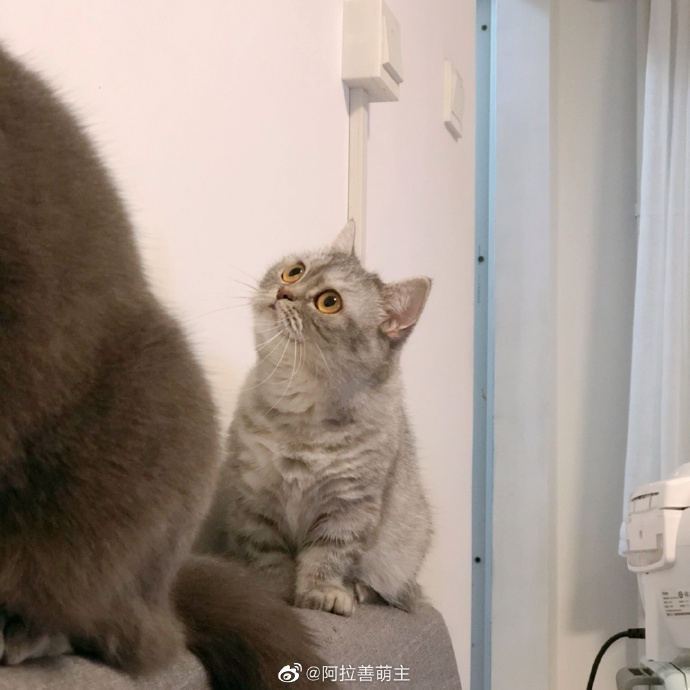 猫图片|宠物猫|猫咪|