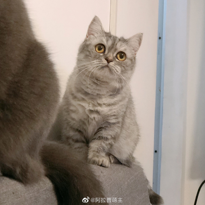 猫图片|宠物猫|猫咪|