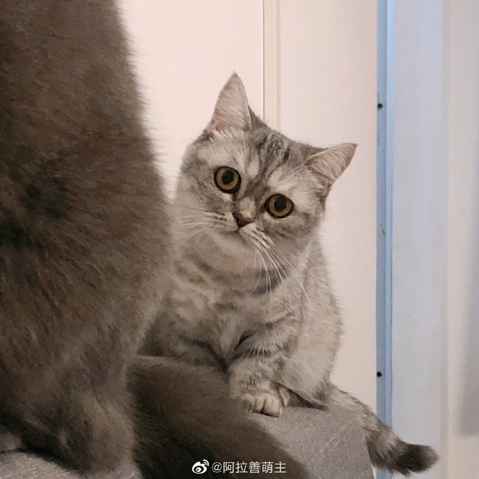 猫图片|宠物猫|猫咪|