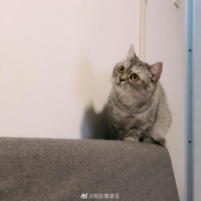 猫图片|宠物猫|猫咪|