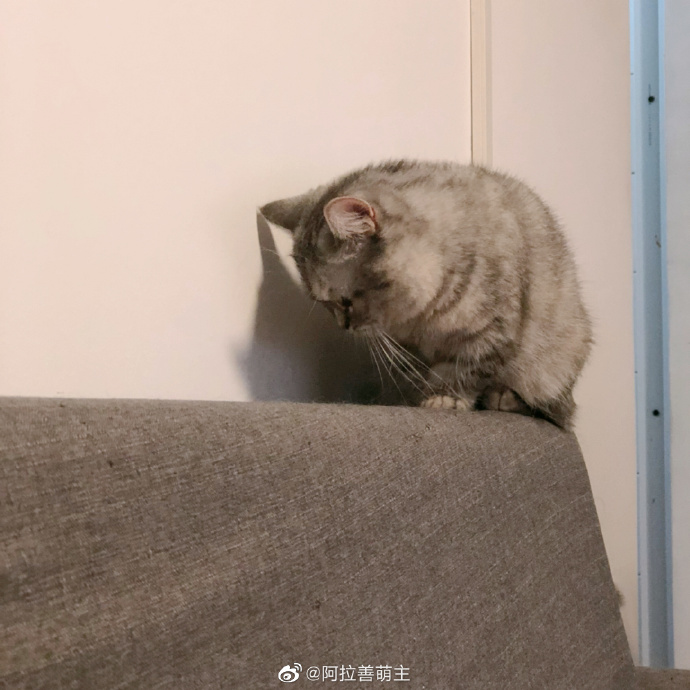 猫图片|宠物猫|猫咪|