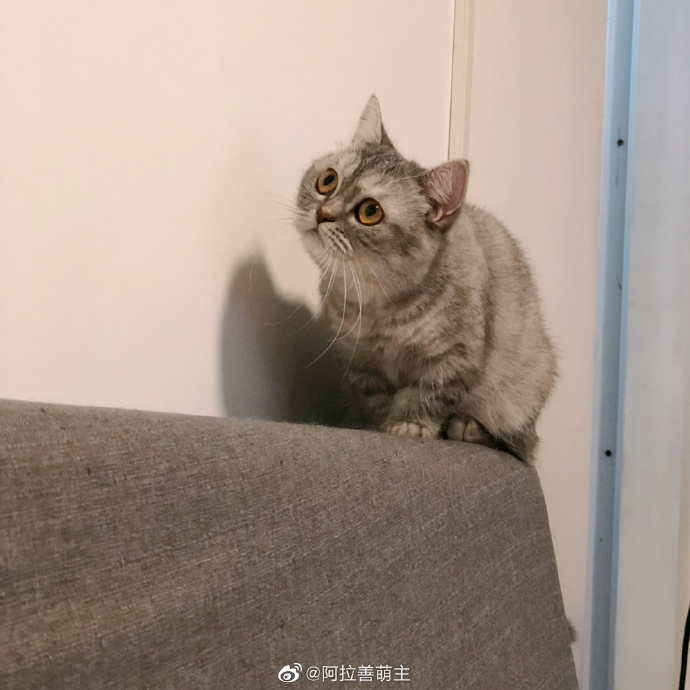猫图片|宠物猫|猫咪|