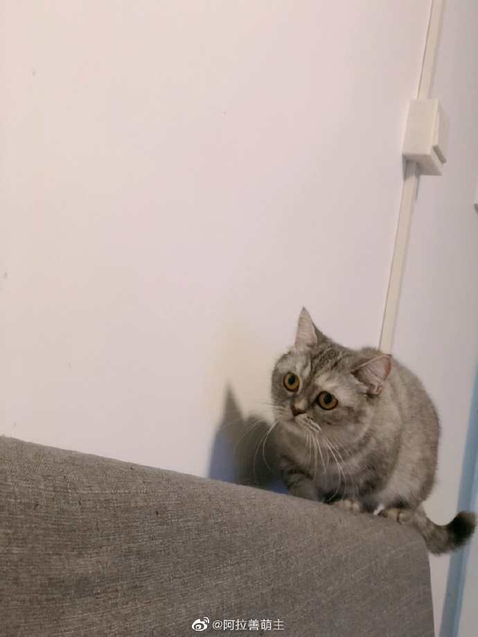 猫图片|宠物猫|猫咪|